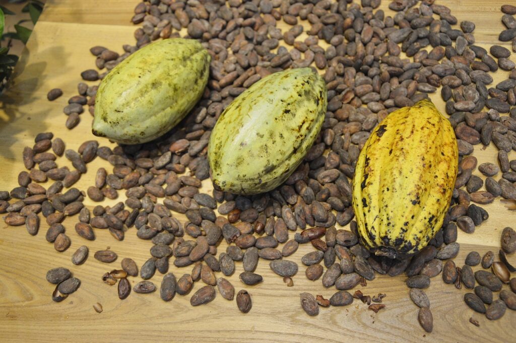 cocoa beans,