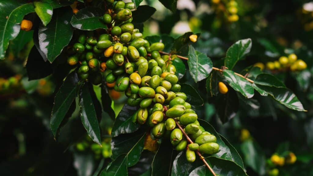 Green coffee bean oil benefits